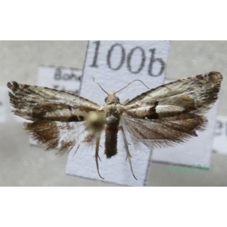 Epinotia ramella (Linnaeus, 1758) Czech100b